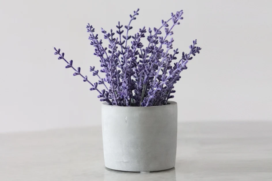 5 Health Benefits of Lavender